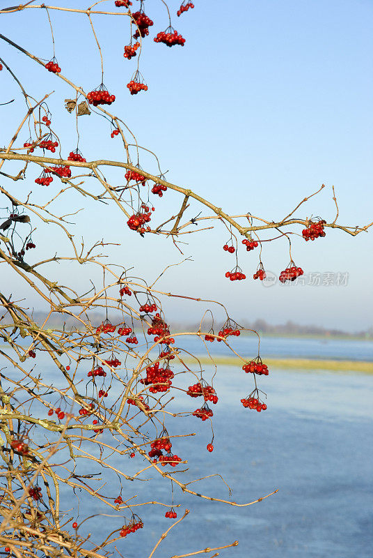 荷兰IJssel河上的红浆果(Viburnum opulus)